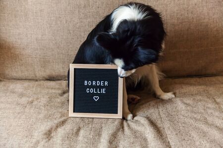 Funny portrait of cute puppy dog on couch with letter board inscription BORDER COLLIE word. New lovely member of family little dog at home gazing and waiting for reward. Pet care and animals conceptの写真素材