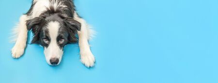 Funny studio portrait of cute smilling puppy dog border collie isolated on blue background. New...