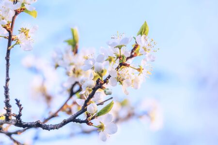 Beautiful white cherry blossom sakura flowers in spring time. Nature background with flowering...
