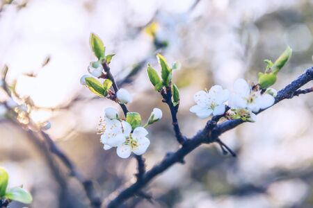 Beautiful white cherry blossom sakura flowers in spring time. Nature background with flowering cherry tree. Inspirational natural floral blooming garden or park. Pastel flower vintage art designの写真素材
