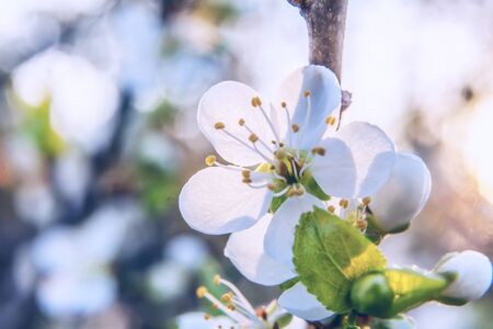 Beautiful white cherry blossom sakura flowers macro close up in spring time. Nature background with flowering cherry tree. Inspirational floral blooming garden or park. Pastel flower art designの写真素材