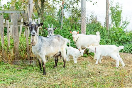 Cute chick goat relaxing in ranch farm in summer day. Domestic goats grazing in pasture and chewing,...