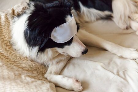 Do not disturb me let me sleep. Funny puppy border collie with sleeping eye mask lay on pillow blanket in bed. Little dog at home lying and sleeping. Rest good night insomnia siesta relaxation conceptの写真素材