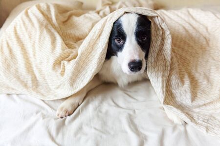 Portrait of cute smilling puppy dog border collie lay on pillow blanket in bed. Do not disturb me let me sleep. Little dog at home lying and sleeping. Pet care and funny pets animals life conceptの写真素材