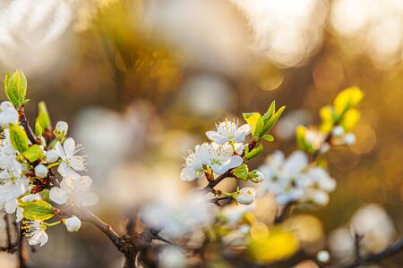 Beautiful white cherry blossom sakura flowers in spring time. Nature background with flowering cherry tree. Inspirational natural floral blooming garden or park. Flower art designの写真素材