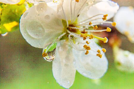 Beautiful white cherry blossom sakura flowers macro close up in spring time. Nature background with flowering cherry tree. Inspirational floral blooming garden or park. Flower art designの写真素材