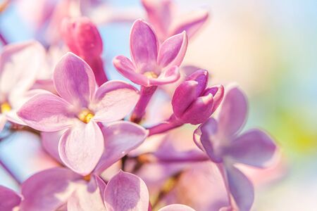 Beautiful smell violet purple lilac blossom flowers in spring time. Close up macro twigs of lilac,...