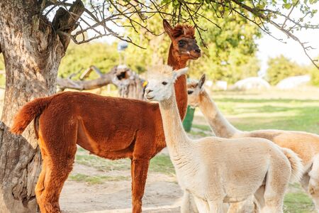 Cute alpaca with funny face relaxing on ranch in summer day. Domestic alpacas grazing on pasture in natural eco farm, countryside background. Animal care and ecological farming conceptの写真素材