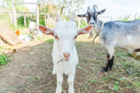 Cute young baby goat relaxing in ranch farm in summer day. Domestic goats grazing in pasture and chewing, countryside background. Goat in natural eco farm growing to give milk and cheeseの写真素材