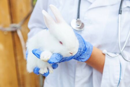 Veterinarian woman with stethoscope holding and examining rabbit on ranch background close up. Bunny...