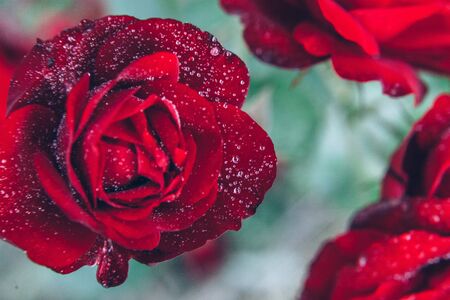 Beautiful red rose flowers with drops after rain in summer time. Background with flowering scarlet roses. Inspirational natural floral spring blooming garden or park. Ecology nature conceptの写真素材