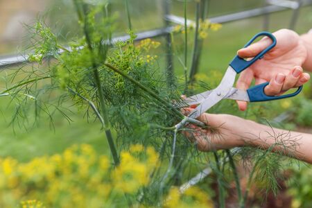 Gardening and agriculture concept. Female farm worker hand harvesting green fresh ripe organic dill in garden bed. Vegan vegetarian home grown food production. Woman farmer picking fragrant herbの写真素材