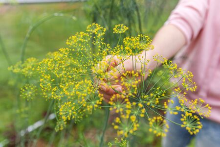 Gardening and agriculture concept. Female farm worker hand harvesting green fresh ripe organic dill in garden bed. Vegan vegetarian home grown food production. Woman farmer picking fragrant herbの写真素材