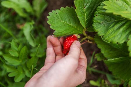 Gardening and agriculture concept. Female farm worker hand harvesting red fresh ripe organic strawberry in garden. Vegan vegetarian home grown food production. Woman picking strawberries in fieldの写真素材