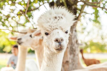 Cute alpaca with funny face relaxing on ranch in summer day. Domestic alpacas grazing on pasture in natural eco farm, countryside background. Animal care and ecological farming conceptの写真素材