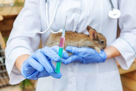 Veterinarian woman with syringe holding and injecting rabbit on ranch background close up. Bunny in vet hands for vaccination in natural eco farm. Animal care and ecological farming conceptの写真素材