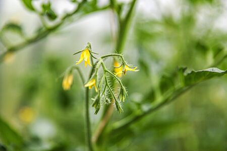 Gardening and agriculture concept. Organic tomatoes growing in greenhouse. Greenhouse produce. Vegetable food productionの写真素材