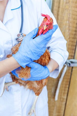 Veterinarian with stethoscope holding and examining chicken on ranch background. Hen in vet hands for check up in natural eco farm. Animal care and ecological farming conceptの写真素材