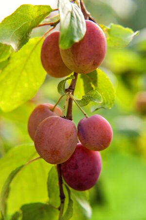 Perfect red plum growing on tree in organic plum orchard. Autumn fall view on country style garden. Healthy food vegan vegetarian baby dieting concept. Local garden produce clean foodの写真素材