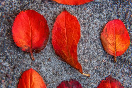 Closeup natural autumn fall view of red orange leaf lying down on sidewalk ground background in garden or park. Inspirational nature october or september wallpaper. Change of seasons conceptの写真素材