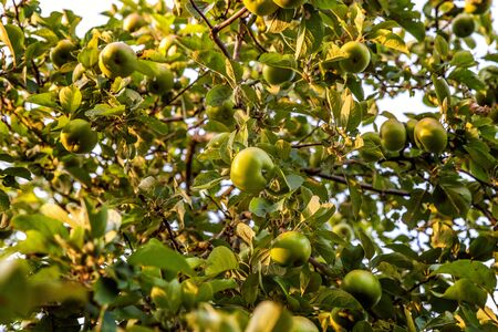 Perfect red green apple growing on tree in organic apple orchard. Autumn fall view on country style garden. Healthy food vegan vegetarian baby dieting concept. Local garden produce clean foodの写真素材