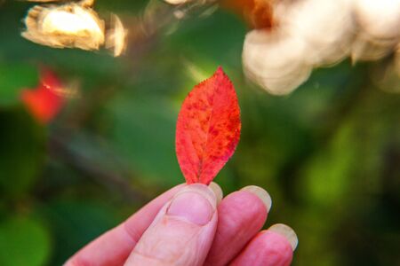 Closeup natural autumn fall view of woman hand holding red orange leaf on blurred green background in garden or park. Inspirational nature october or september wallpaper. Change of seasons conceptの写真素材