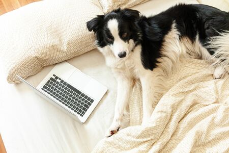 Mobile Office at home. Funny portrait cute puppy dog border collie on bed working surfing browsing internet using laptop pc computer at home indoor. Pet life freelance business quarantine conceptの写真素材