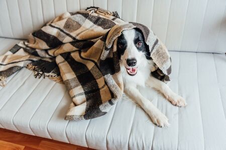 Funny puppy dog border collie lying on couch under plaid indoors. Lovely member of family little dog at home warming under blanket in cold fall autumn winter weather. Pet animal life conceptの写真素材