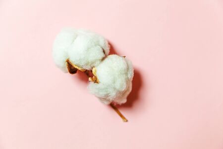 Simply minimal design with white cotton flower isolated on pink pastelの写真素材