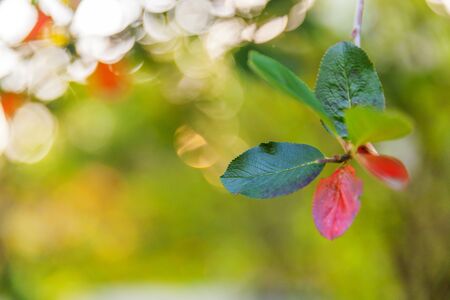 Closeup natural autumn fall view of red orange leaf glow in sun on blurred green background in...