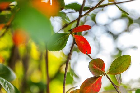 Closeup natural autumn fall view of red orange leaf glow in sun on blurred green background in...