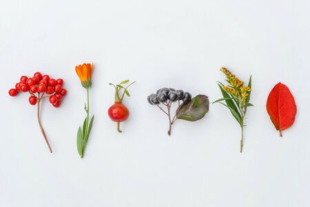 Autumn floral composition. Plants viburnum rowan berries dogrose flowers colorful leaves isolated on...