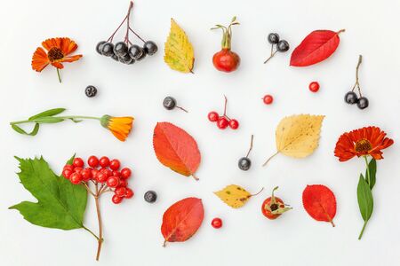 Autumn floral composition. Plants viburnum rowan berries dogrose fresh flowers colorful leaves isolated on white background. Fall natural plants ecology wallpaper concept. Flat lay top viewの写真素材