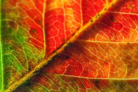Closeup autumn fall extreme macro texture view of red orange green wood sheet tree leaf glow in sun...