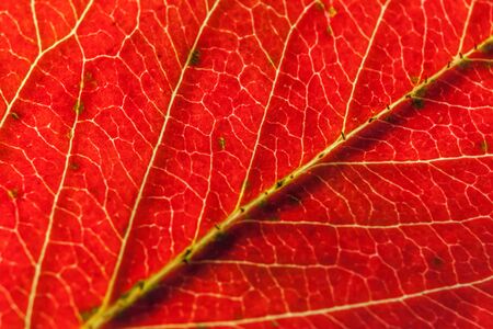 Closeup autumn fall extreme macro texture view of red orange green wood sheet tree leaf glow in sun...