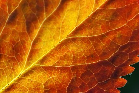 Closeup autumn fall extreme macro texture view of red orange green wood sheet tree leaf glow in sun...