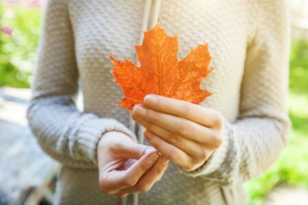 Closeup natural autumn fall view woman hands holding red orange maple leaf on park background. Inspirational nature october or september wallpaper. Change of seasons conceptの写真素材