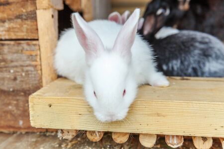 Many different small feeding rabbits on animal farm in rabbit-hutch, barn ranch background. Bunny in hutch on natural eco farm. Modern animal livestock and ecological farming conceptの写真素材