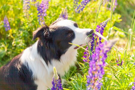 Outdoor portrait of cute smiling puppy border collie sitting on grass, violet flower background. Little dog with funny face in sunny summer day outdoors. Pet care and funny animals life conceptの写真素材