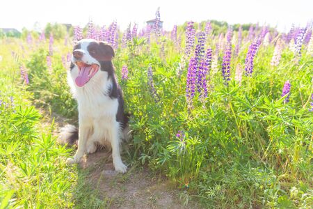 Outdoor portrait of cute smiling puppy border collie sitting on grass, violet flower background. Little dog with funny face in sunny summer day outdoors. Pet care and funny animals life conceptの写真素材