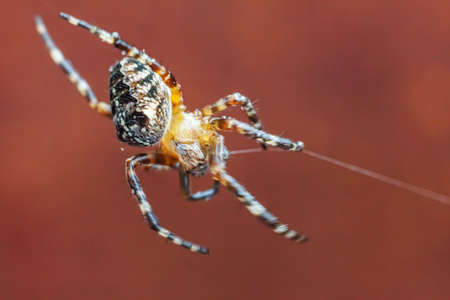 Arachnophobia fear of spider bite concept. Macro close up spider on cobweb spider web on blurred...