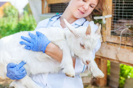 Young veterinarian woman with stethoscope holding and examining goat kid on ranch background. Young goatling with vet hands for check up in natural eco farm. Animal care and ecological farming conceptの写真素材