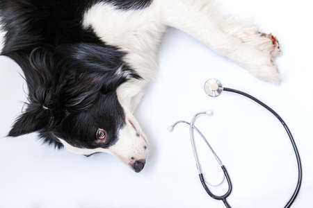Puppy dog border collie and stethoscope isolated on white background. Little dog on reception at veterinary doctor in vet clinic. Pet health care and animals conceptの写真素材