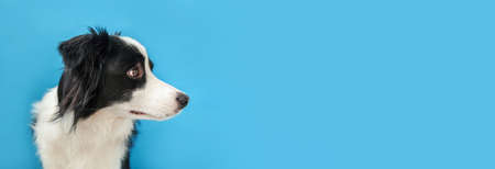 Funny studio portrait of cute smiling puppy dog border collie isolated on blue background. New lovely member of family little dog gazing and waiting for reward. Pet care and animals concept. Bannerの写真素材