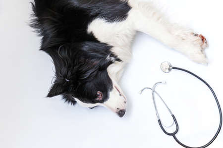 Puppy dog border collie and stethoscope isolated on white background. Little dog on reception at veterinary doctor in vet clinic. Pet health care and animals conceptの写真素材