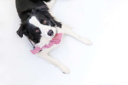Funny studio portrait of cute smiling puppy dog border collie wearing warm clothes scarf around neck isolated on white background. Winter or autumn portrait of new lovely member of family little dogの写真素材