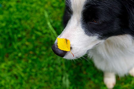 Outdoor portrait of cute funny puppy dog border collie with yellow fall leaf on nose sitting in autumn park. Dog sniffing autumn leaves on walk. Close Up, selective focus. Funny pet conceptの写真素材