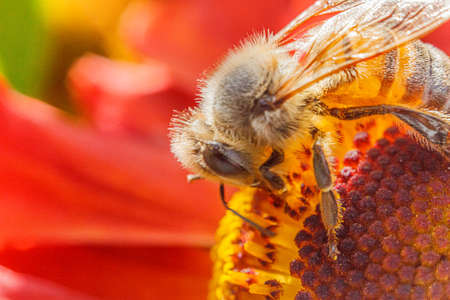 Honey bee covered with yellow pollen drink nectar, pollinating orange flower. Inspirational natural...