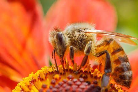 Honey bee covered with yellow pollen drink nectar, pollinating orange flower. Inspirational natural floral spring or summer blooming garden background. Life of insects. Macro close up selective focusの写真素材