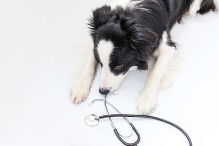 Puppy dog border collie and stethoscope isolated on white background. Little dog on reception at...